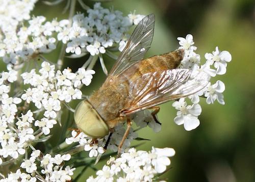 Atylotus fulvus